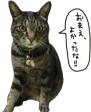 My cat Sticker. sticker #13559915