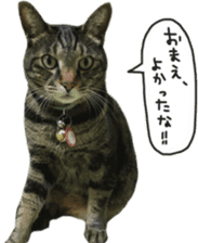 My cat Sticker. sticker #13559915