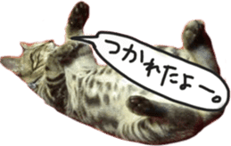 My cat Sticker. sticker #13559916