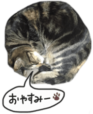My cat Sticker. sticker #13559917