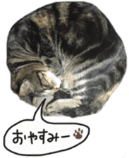 My cat Sticker. sticker #13559917