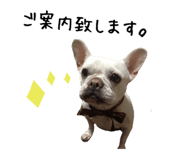 french bulldog banira sticker #13560095