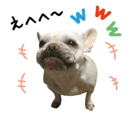 french bulldog banira sticker #13560097