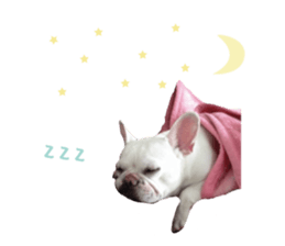 french bulldog banira sticker #13560099