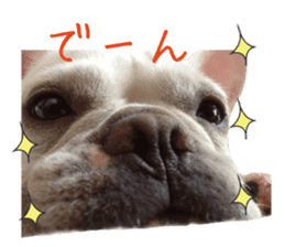 french bulldog banira sticker #13560101