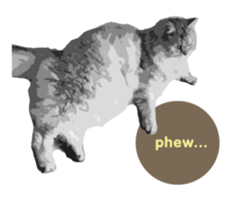 my sweet real cat sticker #13560471