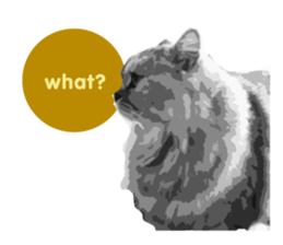 my sweet real cat sticker #13560472