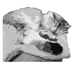 my sweet real cat sticker #13560478