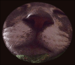 Comical cat. sticker #13561535