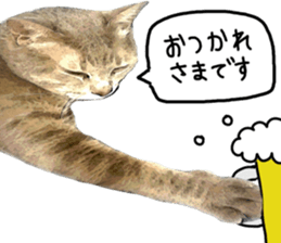 Comical cat. sticker #13561538