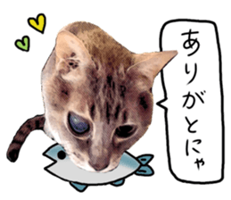 Comical cat. sticker #13561540