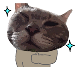 Comical cat. sticker #13561545