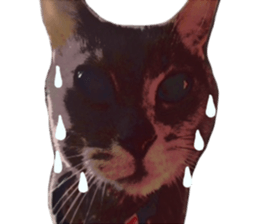 Comical cat. sticker #13561555