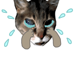 Comical cat. sticker #13561556