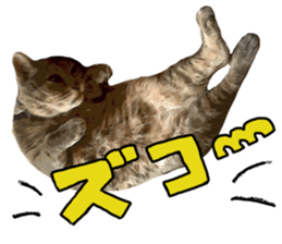 Comical cat. sticker #13561558