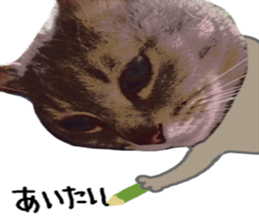 Comical cat. sticker #13561564