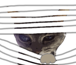 Comical cat. sticker #13561566