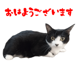 Cat of Takeuchi family sticker #13562254