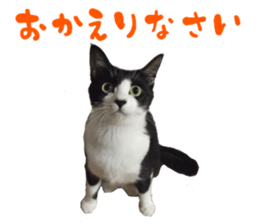 Cat of Takeuchi family sticker #13562258