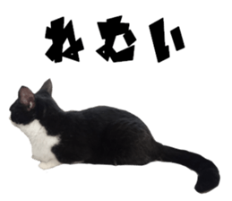 Cat of Takeuchi family sticker #13562259