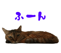 Cat of Takeuchi family sticker #13562260