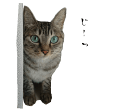 Cat of Takeuchi family sticker #13562262