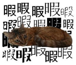 Cat of Takeuchi family sticker #13562263