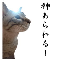 Cat of Takeuchi family sticker #13562266