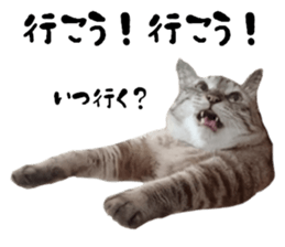 Cat of Takeuchi family sticker #13562269