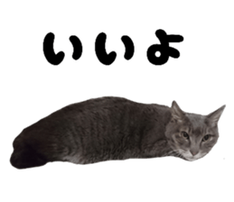 Cat of Takeuchi family sticker #13562270