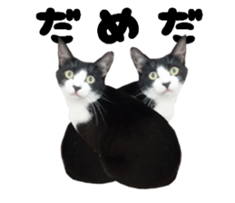 Cat of Takeuchi family sticker #13562271