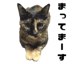 Cat of Takeuchi family sticker #13562274