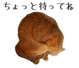 Cat of Takeuchi family sticker #13562275