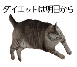Cat of Takeuchi family sticker #13562277