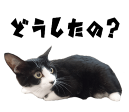 Cat of Takeuchi family sticker #13562280
