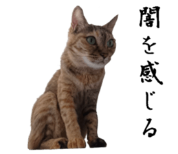 Cat of Takeuchi family sticker #13562284
