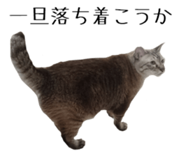 Cat of Takeuchi family sticker #13562287