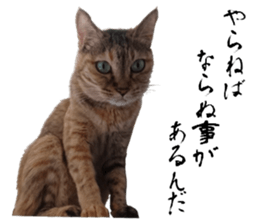 Cat of Takeuchi family sticker #13562288