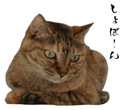 Cat of Takeuchi family sticker #13562289