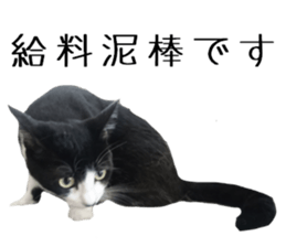 Cat of Takeuchi family sticker #13562292