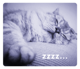 cute cat photo G sticker #13563263