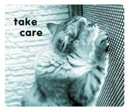 cute cat photo G sticker #13563265