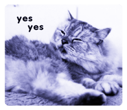 cute cat photo G sticker #13563270