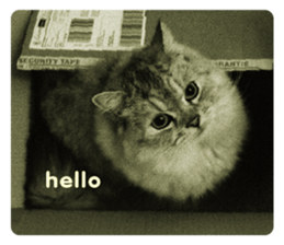 cute cat photo G sticker #13563280