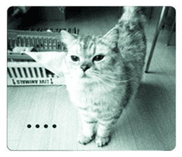 cute cat photo G sticker #13563281