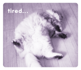 cute cat photo G sticker #13563284