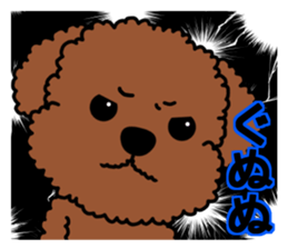 Mogu and Marco of toy poodles 4 sticker #13564180