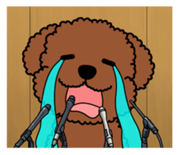 Mogu and Marco of toy poodles 4 sticker #13564186