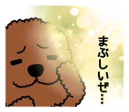 Mogu and Marco of toy poodles 4 sticker #13564194