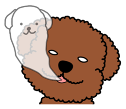 Mogu and Marco of toy poodles 4 sticker #13564204